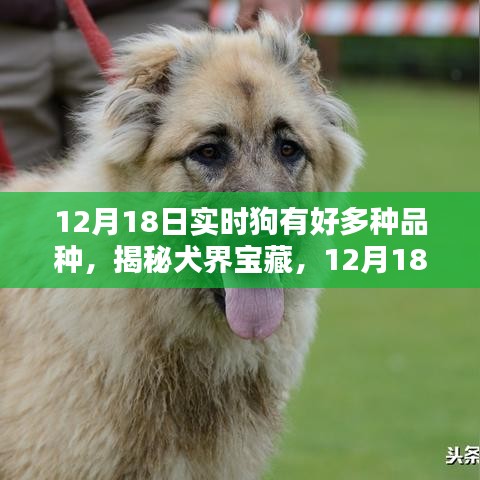 揭秘犬界寶藏，犬類品種的多樣性與實(shí)時(shí)了解（12月18日）