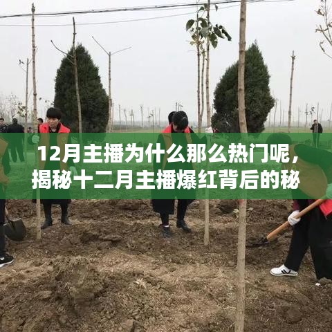 揭秘十二月主播爆紅的秘密，為何冬季成為主播的熱門焦點(diǎn)？