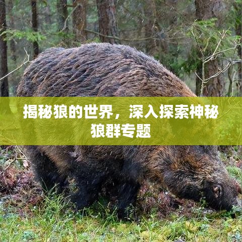 揭秘狼的世界，深入探索神秘狼群專題