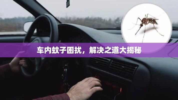 車內(nèi)蚊子困擾，解決之道大揭秘
