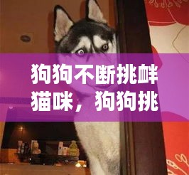 狗狗不斷挑釁貓咪，狗狗挑釁的動(dòng)作 