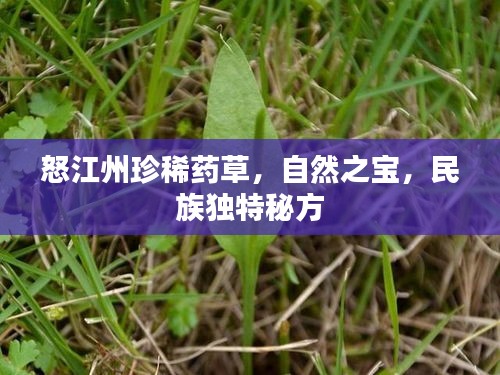 怒江州珍稀藥草，自然之寶，民族獨(dú)特秘方