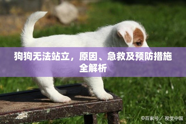 狗狗無法站立，原因、急救及預(yù)防措施全解析