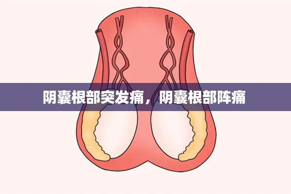 陰囊根部突發(fā)痛，陰囊根部陣痛 