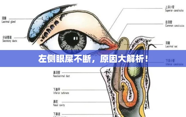 左側眼屎不斷，原因大解析！