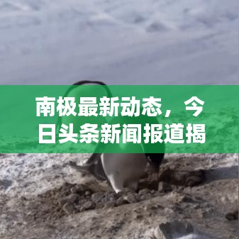 南極最新動(dòng)態(tài)，今日頭條新聞報(bào)道揭秘南極最新消息