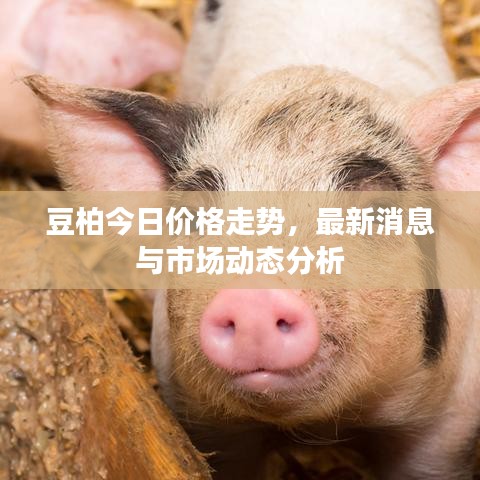 豆柏今日價格走勢，最新消息與市場動態(tài)分析