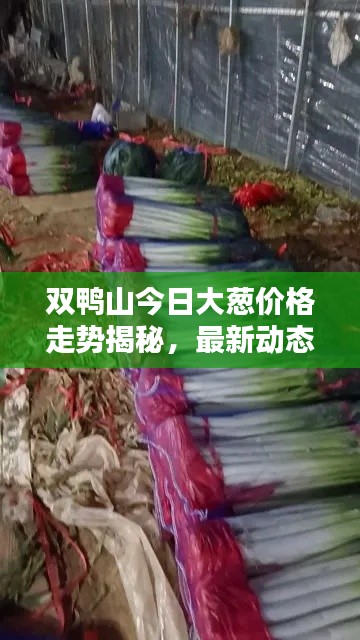 雙鴨山今日大蔥價格走勢揭秘，最新動態(tài)一網(wǎng)打盡！