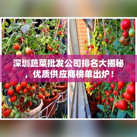 深圳蔬菜批發(fā)公司排名大揭秘，優(yōu)質(zhì)供應(yīng)商榜單出爐！