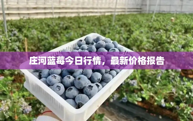 莊河藍(lán)莓今日行情，最新價(jià)格報(bào)告