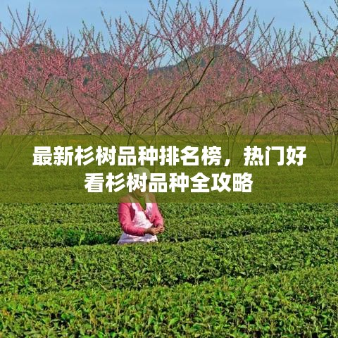 最新杉樹品種排名榜，熱門好看杉樹品種全攻略