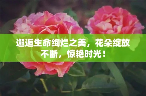 邂逅生命絢爛之美，花朵綻放不斷，驚艷時(shí)光！