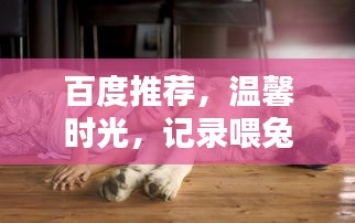 百度推薦，溫馨時光，記錄喂兔子的美好瞬間