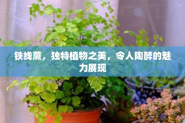 鐵線蕨，獨(dú)特植物之美，令人陶醉的魅力展現(xiàn)