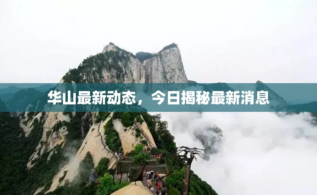 華山最新動(dòng)態(tài)，今日揭秘最新消息