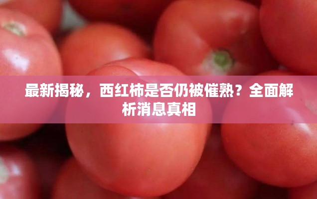 最新揭秘，西紅柿是否仍被催熟？全面解析消息真相