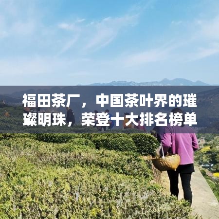福田茶廠，中國茶葉界的璀璨明珠，榮登十大排名榜單