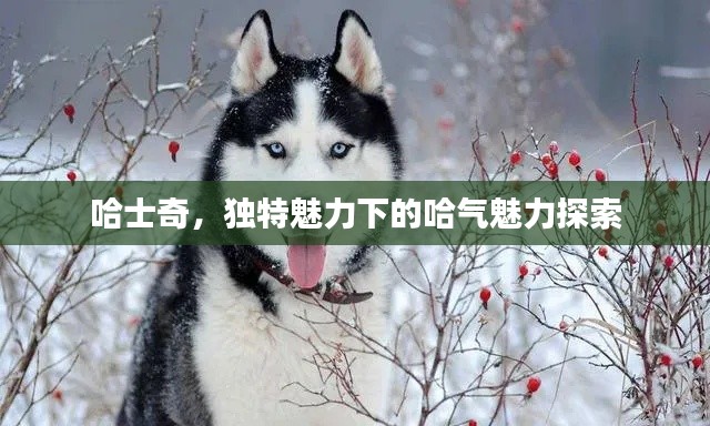哈士奇，獨特魅力下的哈氣魅力探索