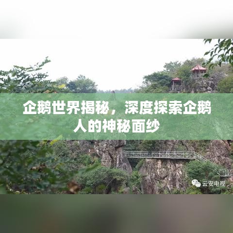 企鵝世界揭秘，深度探索企鵝人的神秘面紗