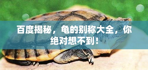 百度揭秘，龜?shù)膭e稱大全，你絕對(duì)想不到！