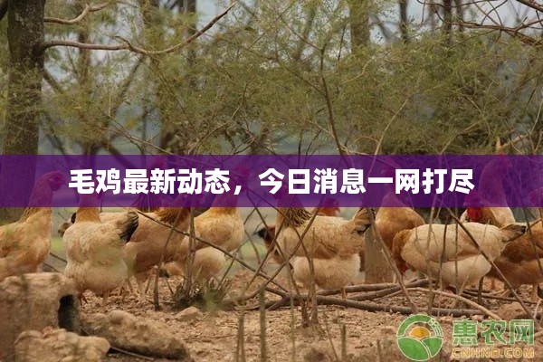 毛雞最新動(dòng)態(tài)，今日消息一網(wǎng)打盡