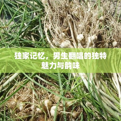 獨(dú)家記憶，男生翻唱的獨(dú)特魅力與韻味