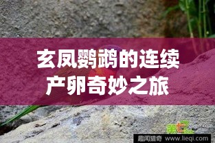 獨出新裁 第2頁