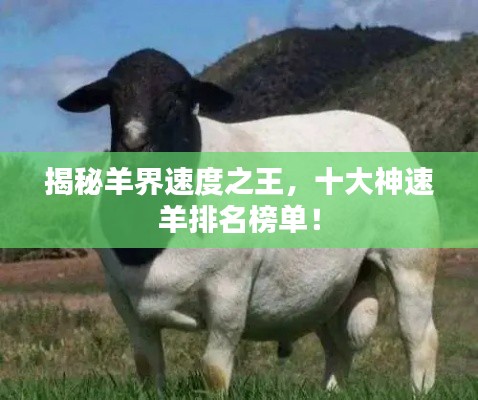 揭秘羊界速度之王，十大神速羊排名榜單！