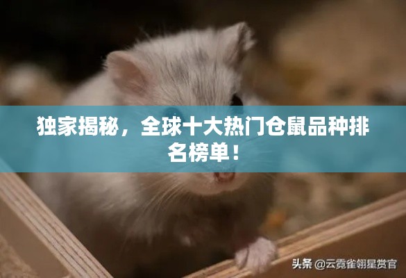 獨家揭秘，全球十大熱門倉鼠品種排名榜單！
