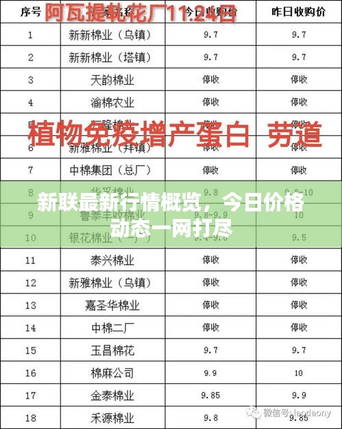 新聯(lián)最新行情概覽，今日價格動態(tài)一網(wǎng)打盡