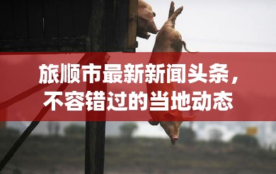 旅順市最新新聞?lì)^條，不容錯(cuò)過(guò)的當(dāng)?shù)貏?dòng)態(tài)