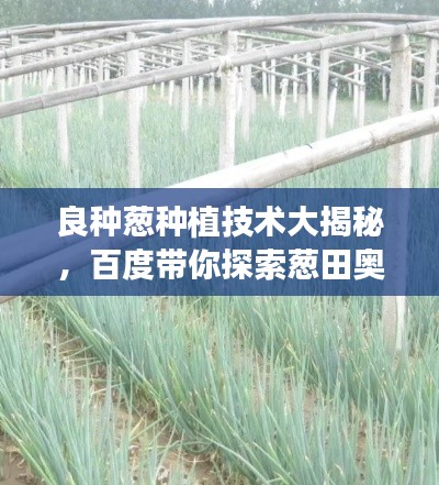 良種蔥種植技術(shù)大揭秘，百度帶你探索蔥田奧秘！