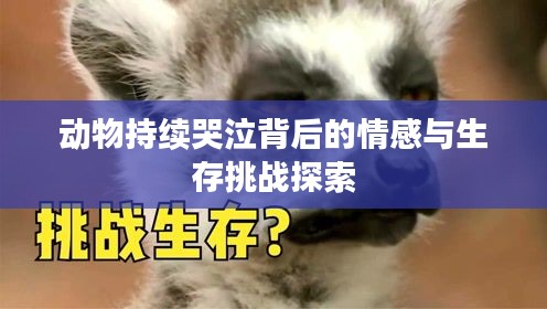 動(dòng)物持續(xù)哭泣背后的情感與生存挑戰(zhàn)探索