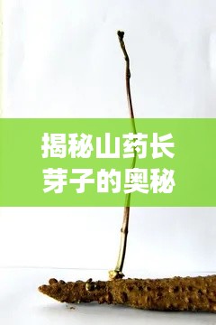 揭秘山藥長芽子的奧秘，探尋山藥生長的秘密