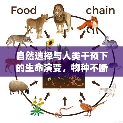 自然選擇與人類(lèi)干預(yù)下的生命演變，物種不斷進(jìn)化的奧秘探索