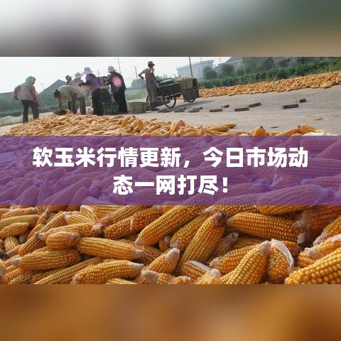 軟玉米行情更新，今日市場動態(tài)一網(wǎng)打盡！