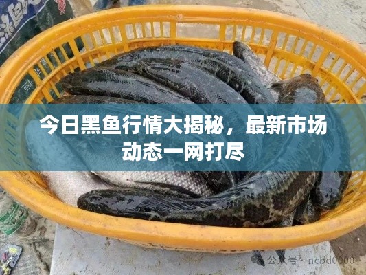 今日黑魚(yú)行情大揭秘，最新市場(chǎng)動(dòng)態(tài)一網(wǎng)打盡